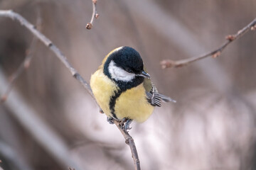 Cute bird Great tit, songbird sitting on a branch without leaves in the autumn or winter.