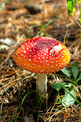 bright red poisonous mushroom fly agaric with specks on the cap growing in the forest close-up