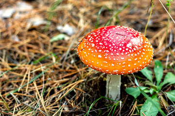 bright red poisonous mushroom fly agaric with specks on the cap growing in the forest close-up