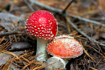 bright red poisonous mushroom fly agaric with specks on the cap growing in the forest close-up