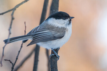 Cute bird the willow tit, song bird sitting on a branch without leaves in the winter.