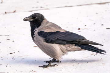 Crow in the snow on a winter day close-up