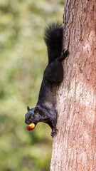 Black-morph Eastern Gray Squirrel holding hazelnut with its teeth. Cuesta Park, Santa Clara County, California, USA.