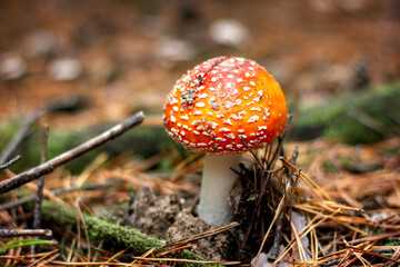 bright red poisonous mushroom fly agaric with specks on the cap growing in the forest close-up