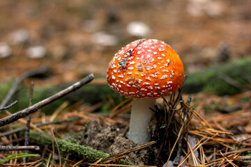 bright red poisonous mushroom fly agaric with specks on the cap growing in the forest close-up