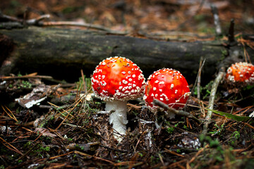 bright red poisonous mushroom fly agaric with specks on the cap growing in the forest close-up