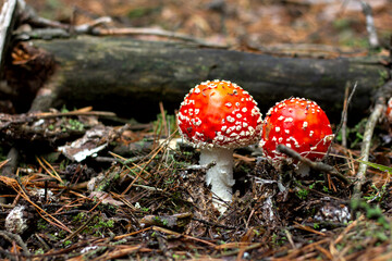 bright red poisonous mushroom fly agaric with specks on the cap growing in the forest close-up
