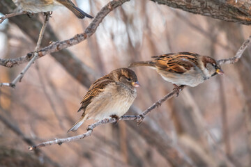 Sparrow sits on a branch without leaves.