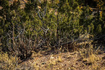 Fototapeta premium Desert Plants