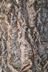 Cork oak bark relief texture. Tree bark texture. Natural background