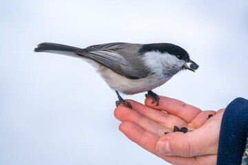 The willow tit eats seeds from a palm of little boy. Hungry bird willow tit eating seeds from a hand during winter