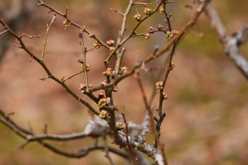 丸いボケのつぼみ