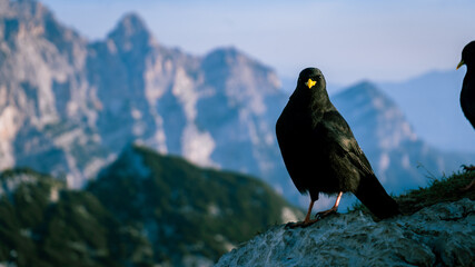Bird on a mountain