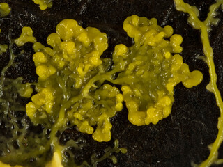 PA240004 close-up of yellow slime mould, Physarum polycephalum, plasmodium on a dead leaf cECP 2021