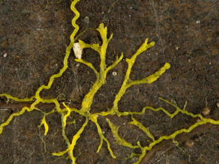PA230008 yellow slime mould, Physarum polycephalum, creeping over a dead leaf cECP 2021