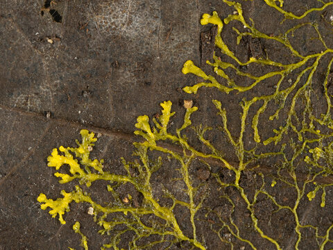 PA230007 yellow slime mould, Physarum polycephalum, growing across a dead leaf in search of food cECP 2021