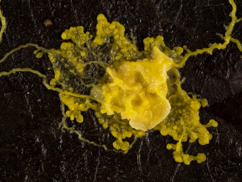 PA2300015 yellow slime mould, Physarum polycephalum,engulfing food on a dead leaf cECP 2021