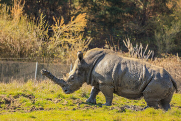 Fototapeta premium Rhino at the Zoo
