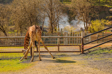 Giraffe at the zoo