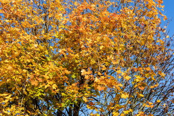 Blickin den blauen Himmel durch die Baumkronen