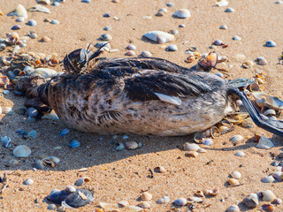A dead waterfowl. A dead bird on the beach in close-up. A large dead black cormorant seabird washed...