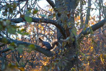 Wild squirrel in the autumn forest.