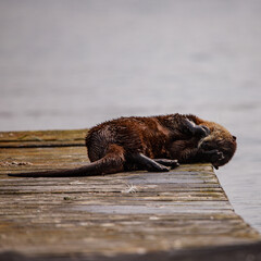 Curious Sea Otter