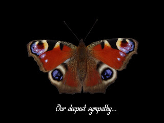 Deepest sympathy card, butterfly peacock eye isolated on black background with text Our Deepest...