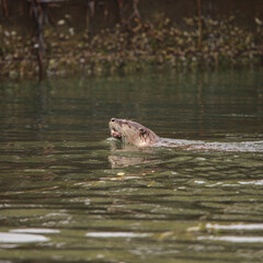 Fototapeta premium Curious Sea Otter
