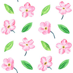 Pink forget-me-not. Pattern. Watercolor botanical illustration included in the collection of wildflowers. Isolated image on a white background. For your design.