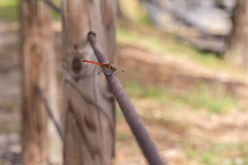 木の枝に止まる赤とんぼ
赤とんぼと木の枝