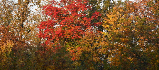 red and green leaves