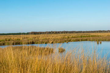 reeds in the water