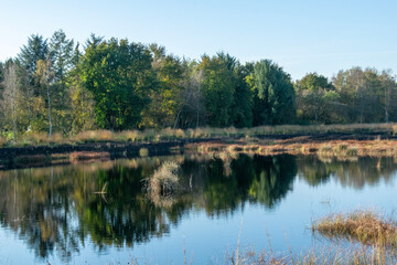lake in the forest