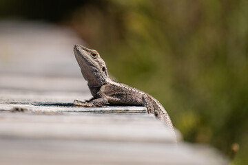 Eastern Water Dragon