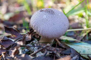mushroom in the forest
