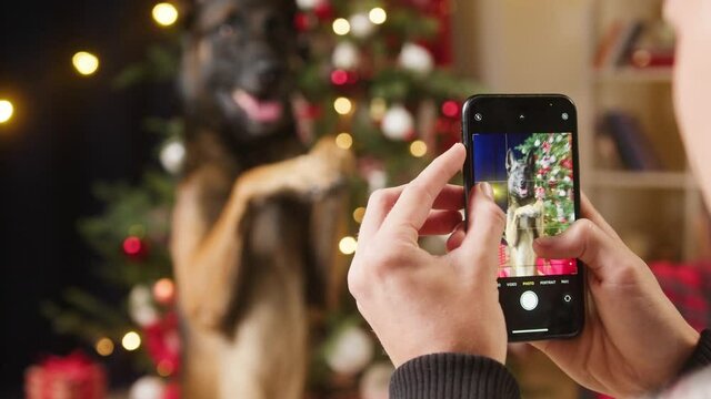 Man taking photo of dog standing on back paws on christmas tree background, using smartphone. New year holidays. Pet owner making photos of his trained puppy. Malinois bard posing in living room. 