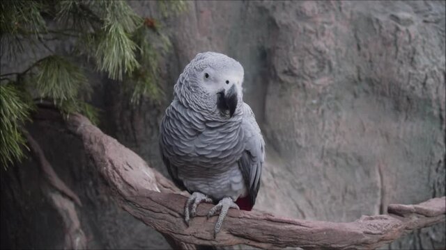 Close-up african pet cute gray parrot bird sings songs sitting on a perch branch. This is a bird that is domesticated and raised in the home as a friend. Wildlife around us.