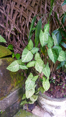 scindapsus creeping on the wall
