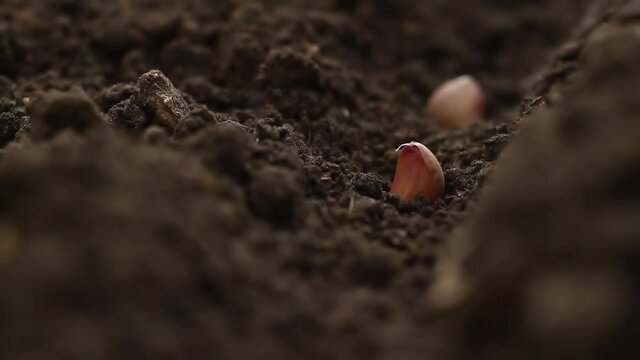 Hand of farmer planting a garlic using a garlic clove on soil at home garden.