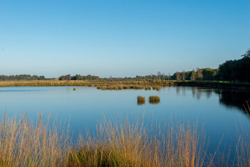 reflection of trees in the water