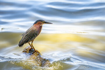 Green heron (Butorides striatus) stands on a stone in Lake Elizabeth, Fremont Central Park