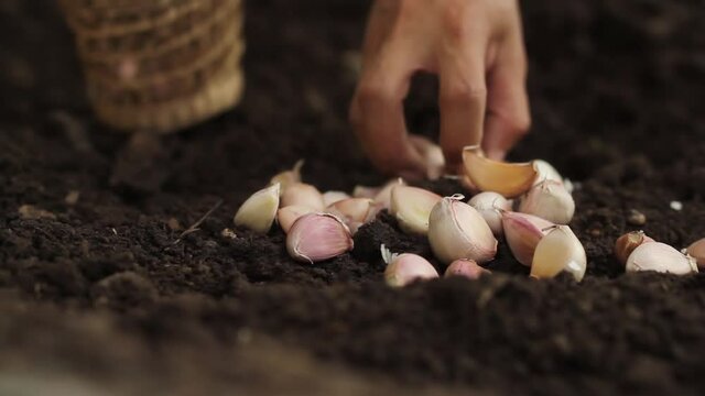 Farmer harvesting garlic clove on ground.