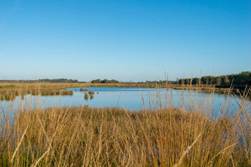 reeds in the water