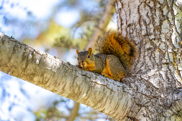 Eastern Fox Squirrel (Sciurus niger) resting on a branch.