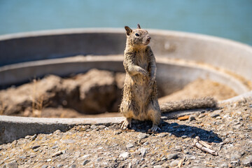 California ground squirrel (Spermophilus beecheyi) stands on its hind legs. 