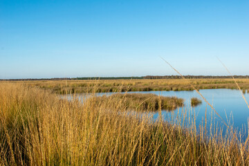 reeds in the water