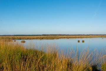 reeds in the water