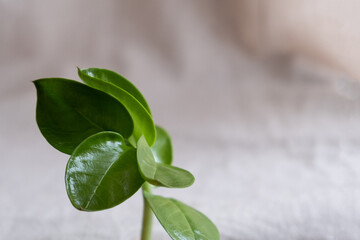 natural background for eco products. Linen, green plant, podium.