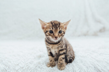 Cute bengal one month old kitten on the white fury blanket close-up.